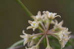 Gulf coast swallow-wort